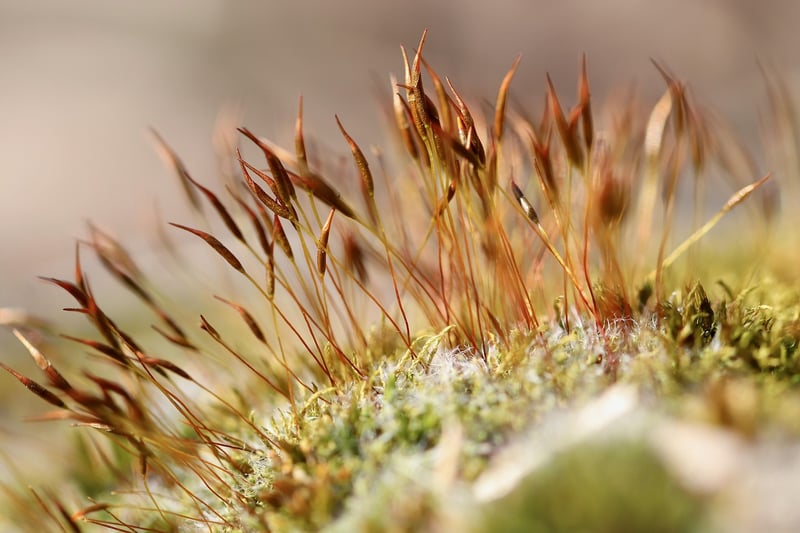Mossy Tablescapes