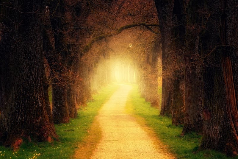 Whispering Woods