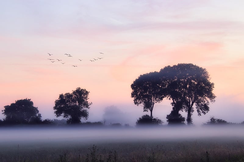 Fairy-Tale Meadows