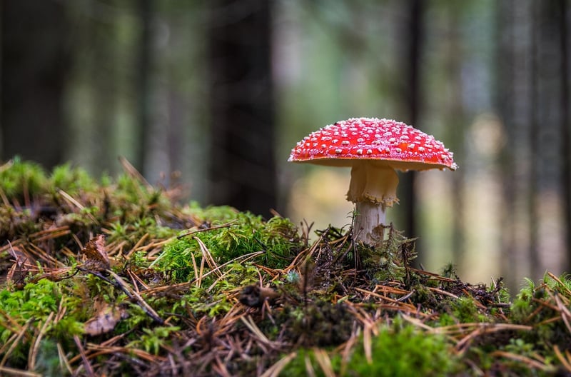Magical Mushroom Tea