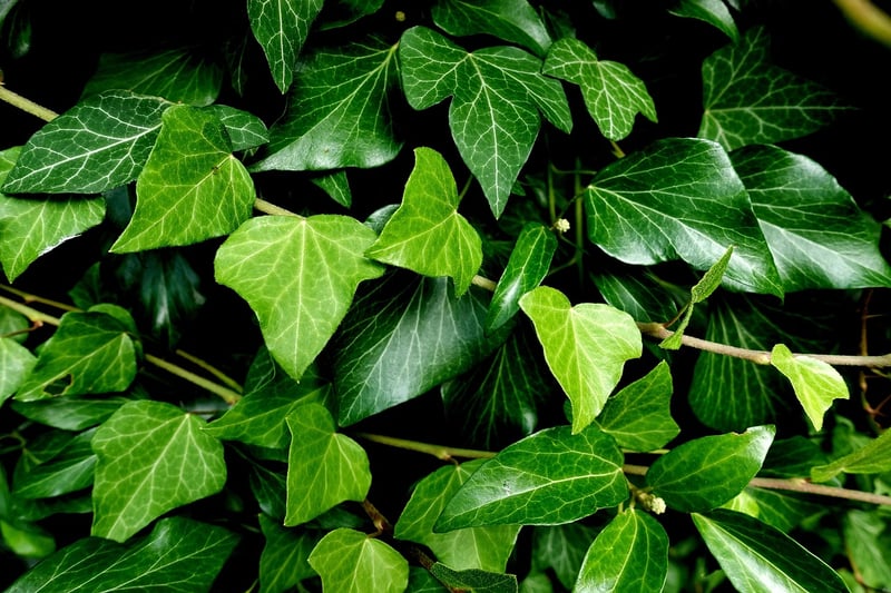 Hanging Plants